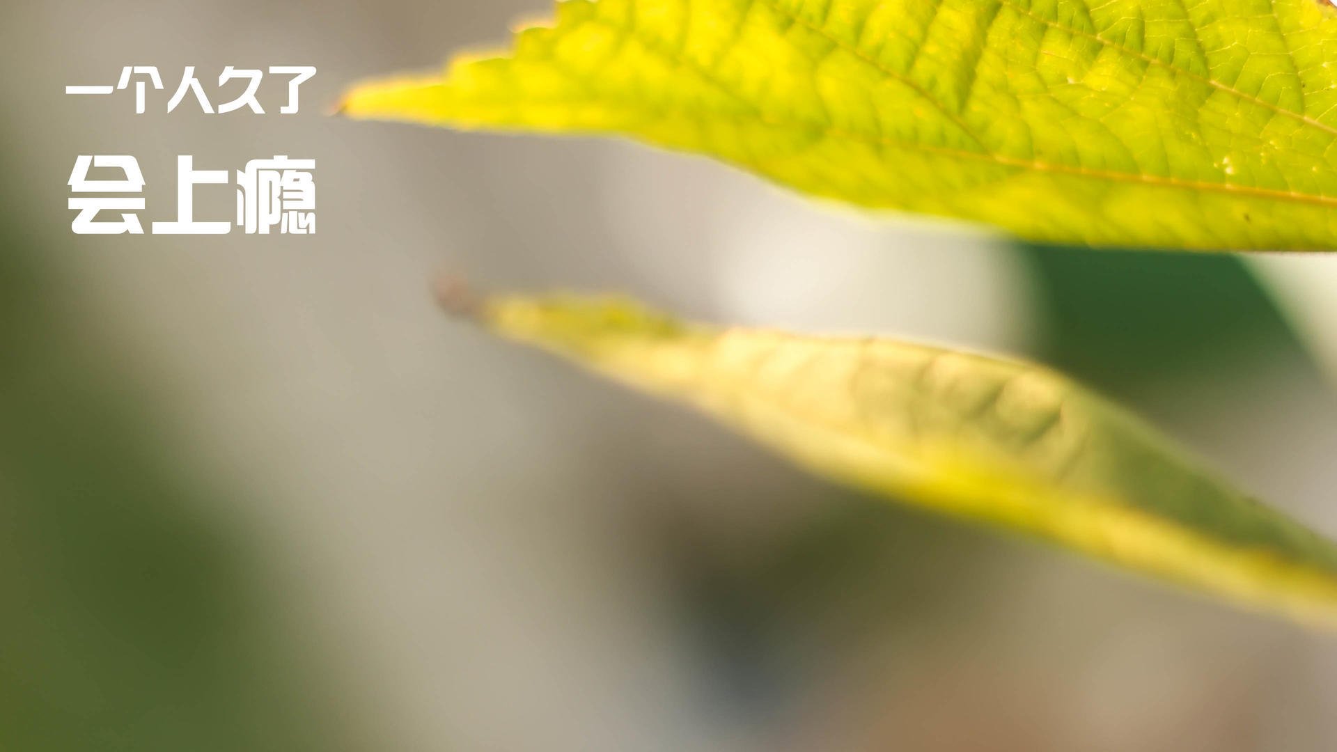 开云-那一夜,贝林厄姆在西决生死战中提前宣告了结局