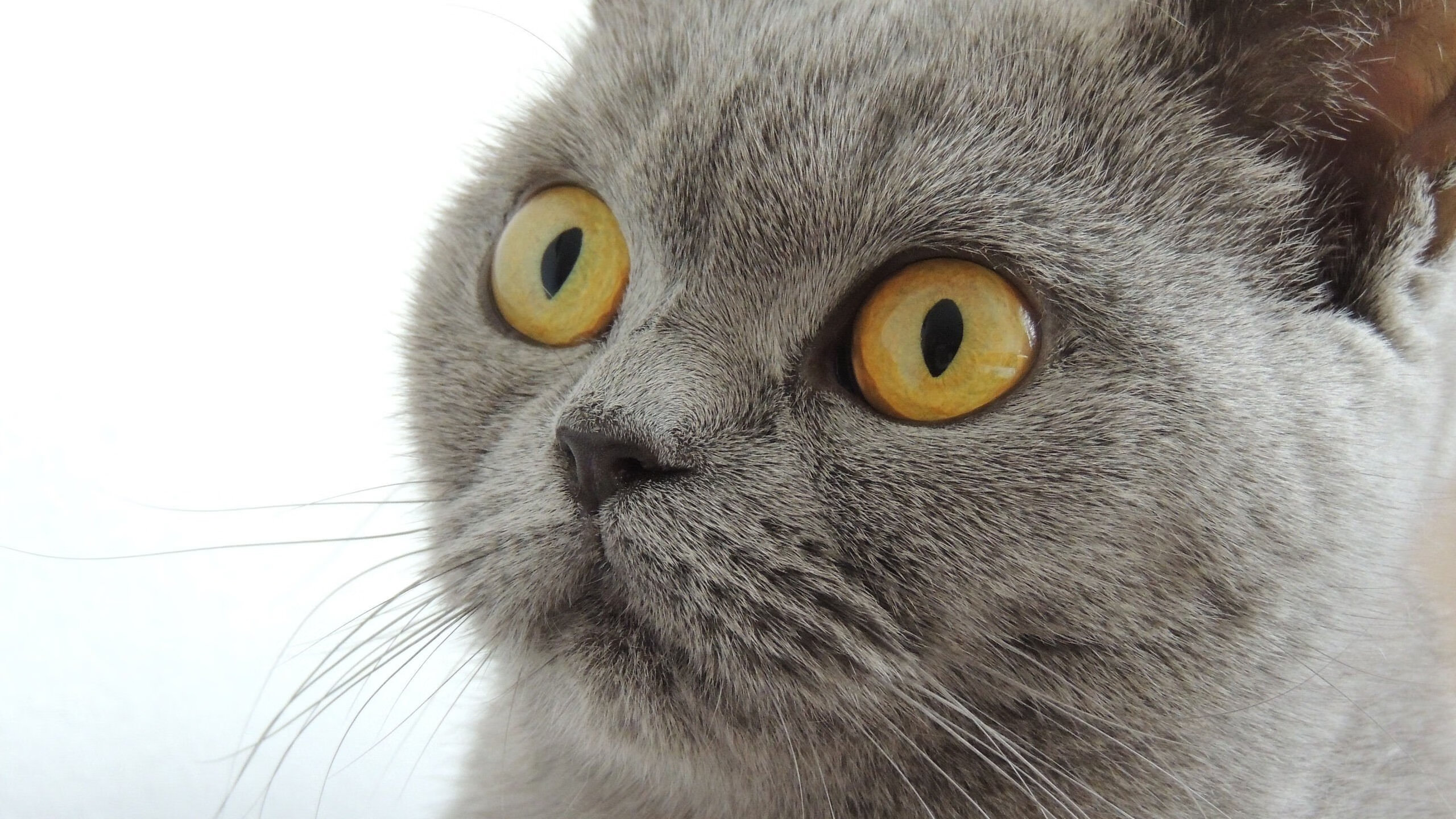 开云体育平台APP-铁壁横锁维京刃，富安健洋诠释何为唯一无争议的最佳