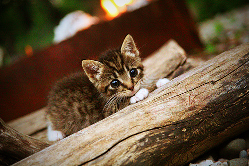 开云体育APP下载-闪耀之夜，迪巴拉关键时刻以一敌众，佛罗伦萨力克莱比锡红牛