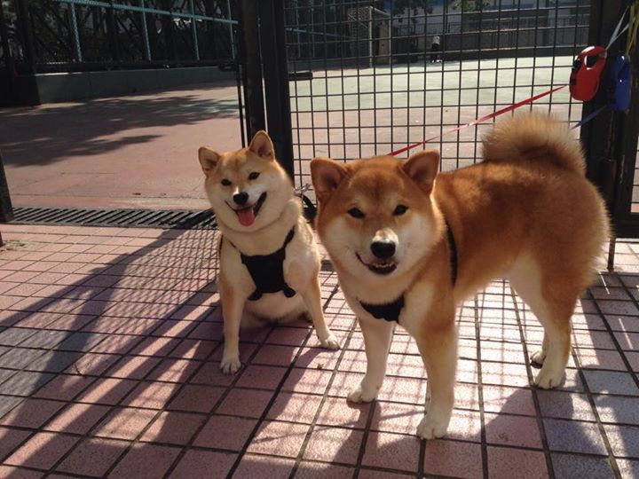 开云平台-跨界奇迹,当足球灵魂闯入篮球殿堂
