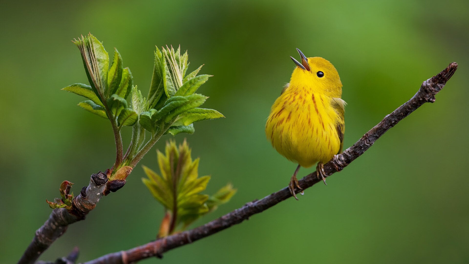 开云sport-班凯罗狂轰38分点燃全场，雷霆末节一波流带走山西队