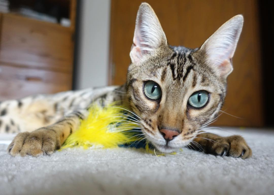 开云APP-草皮之上，生命之下，巴尔韦德与一粒超越时间的进球