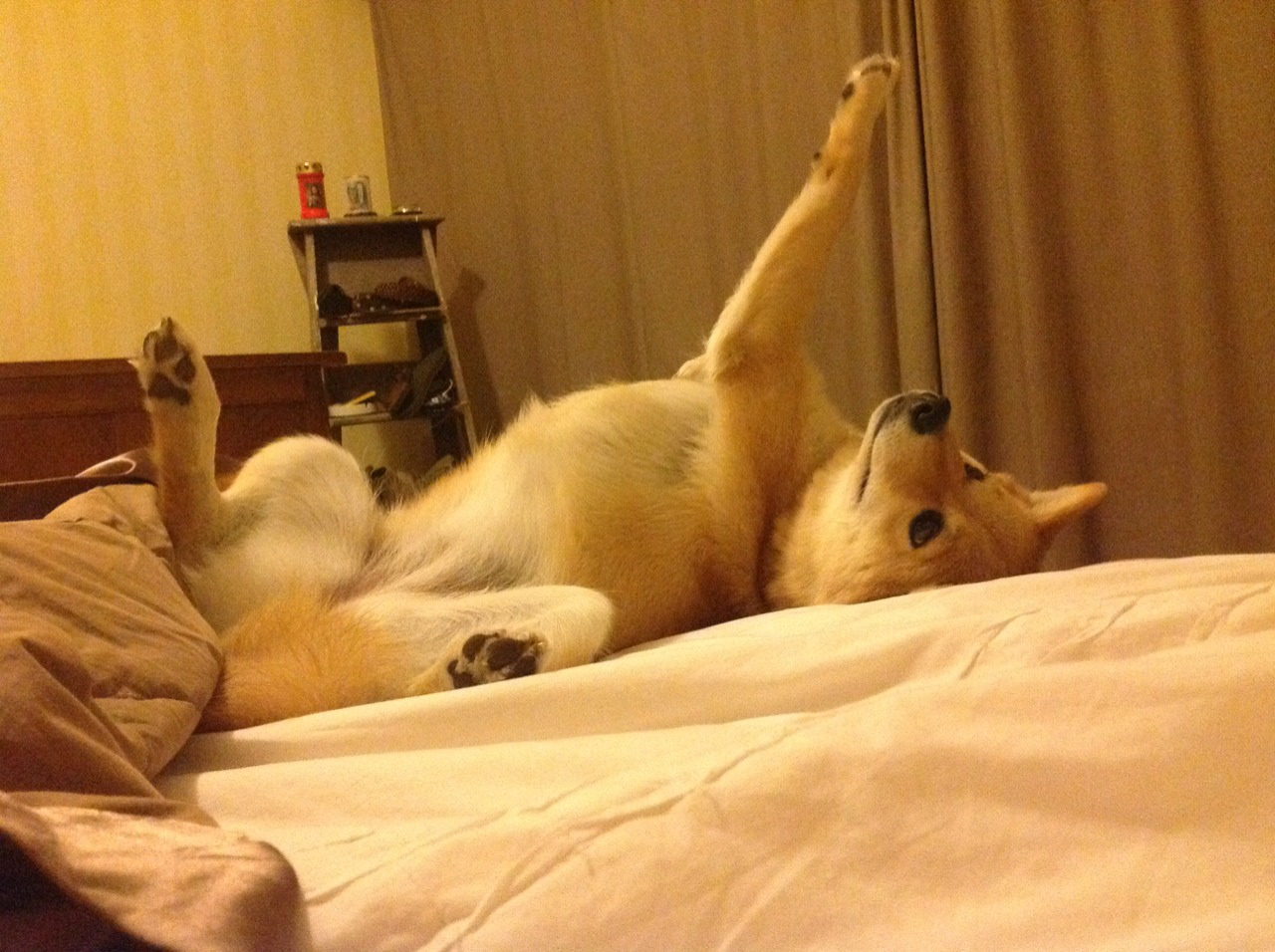 开云体育登录-伊萨克爆发之夜，中国节奏如何悄然重塑哥伦比亚绿茵战局