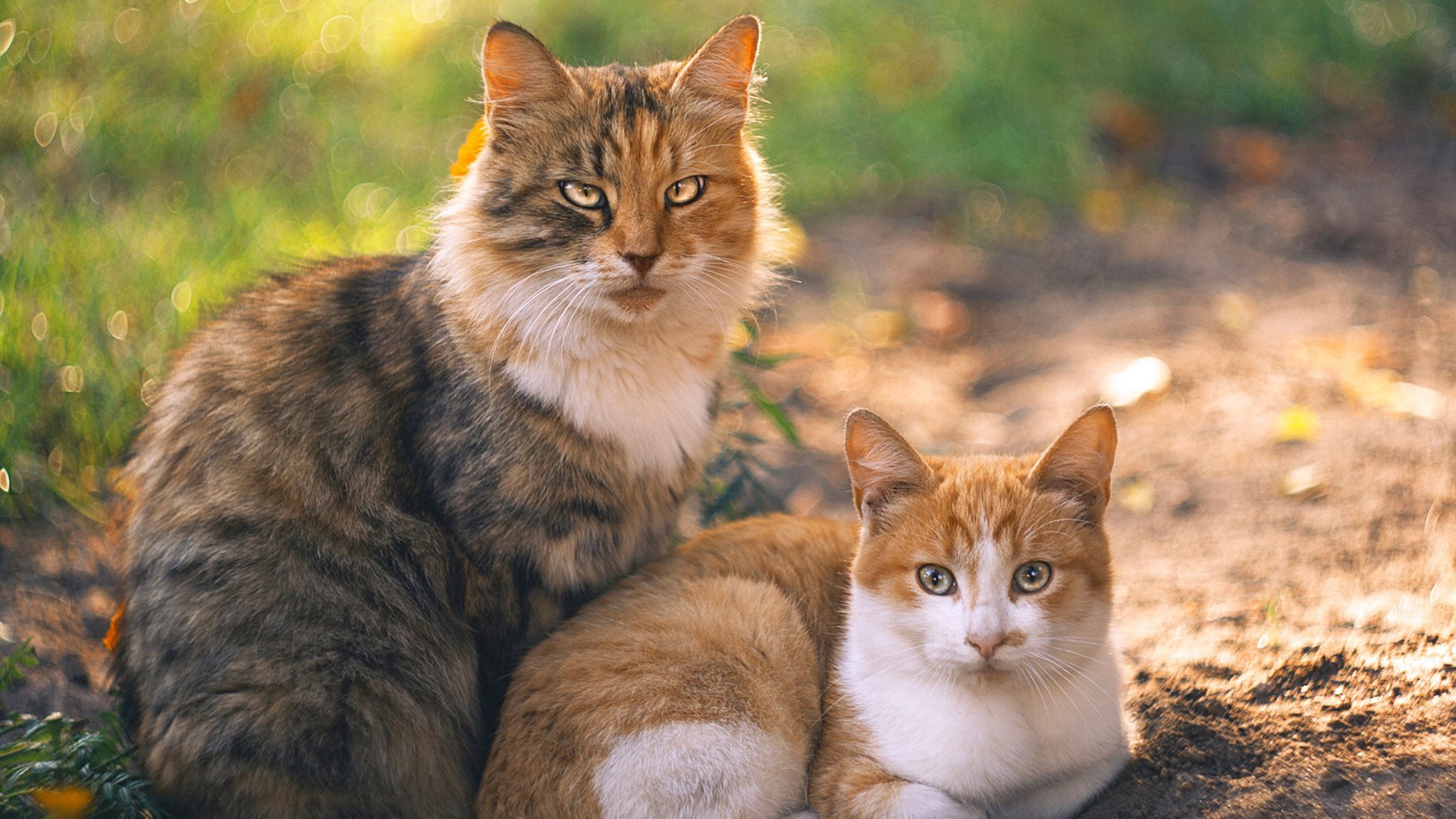 开云下载-双重奏，巨星与雄狮共舞绿茵