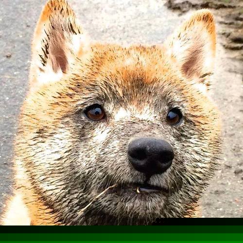 唯一性的传奇,摩洛哥争冠战掀翻西班牙,伊萨克2026世界杯接管比赛