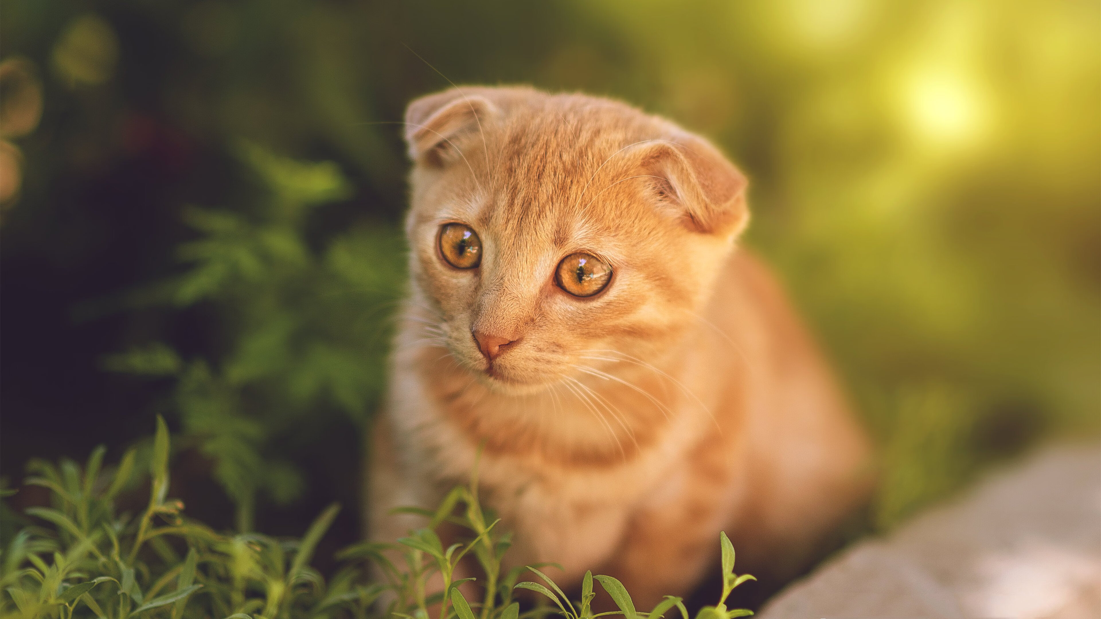 绝杀与接管，当瑞士的足球心跳遇见NBA的王者时刻—竞技体育中不可复制的唯一性