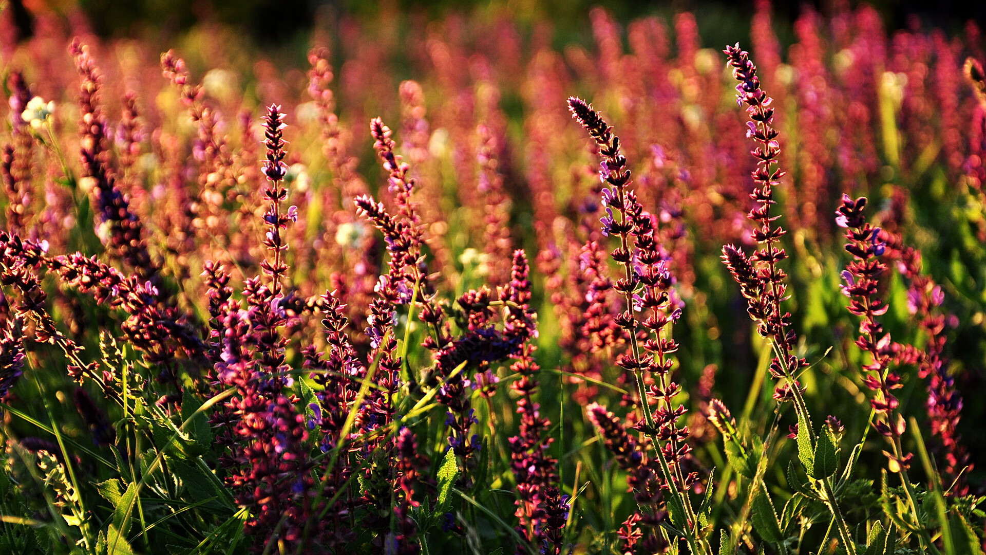 绝杀与接管，纽约和洛杉矶的两种英雄叙事