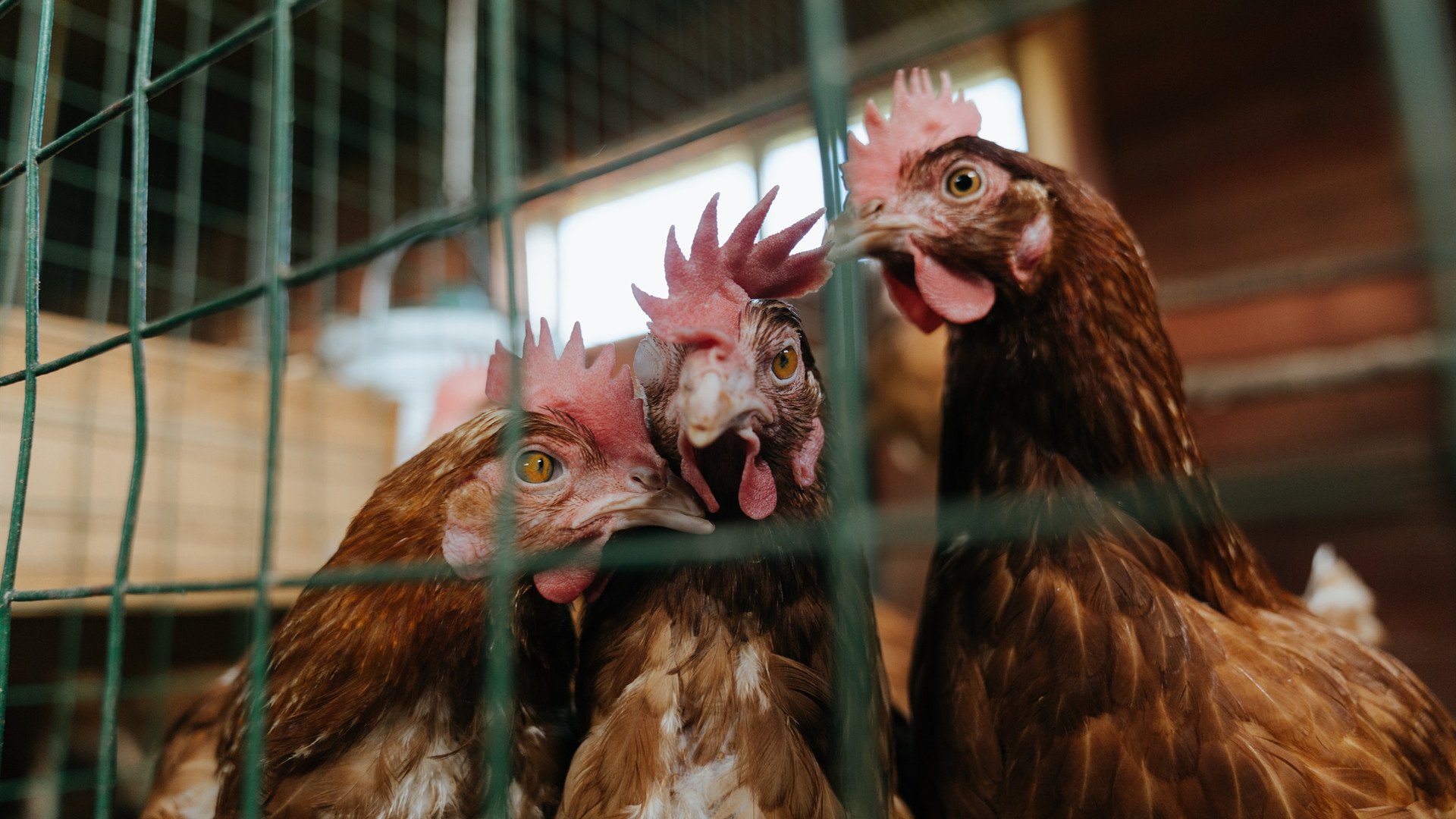 末节狂飙！威尔士补时逆转曼城 铁卫德里赫特神迹点燃赛场