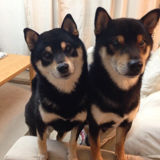 唯一指挥官，帕尔默的节奏交响曲，德国在挪威的寂静中聆听