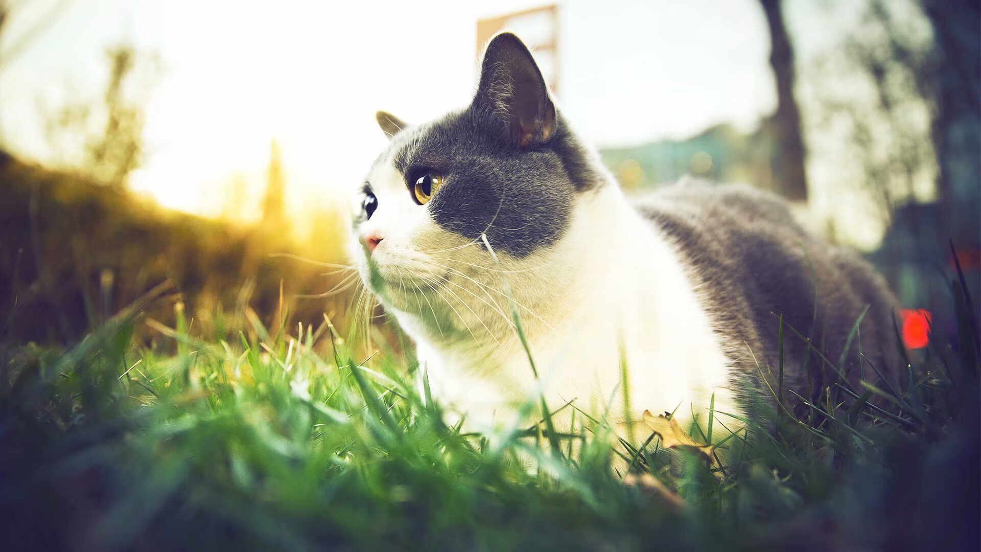 开云体育app-当新疆队淘汰费城76人，一场跨越太平洋的排名争夺战