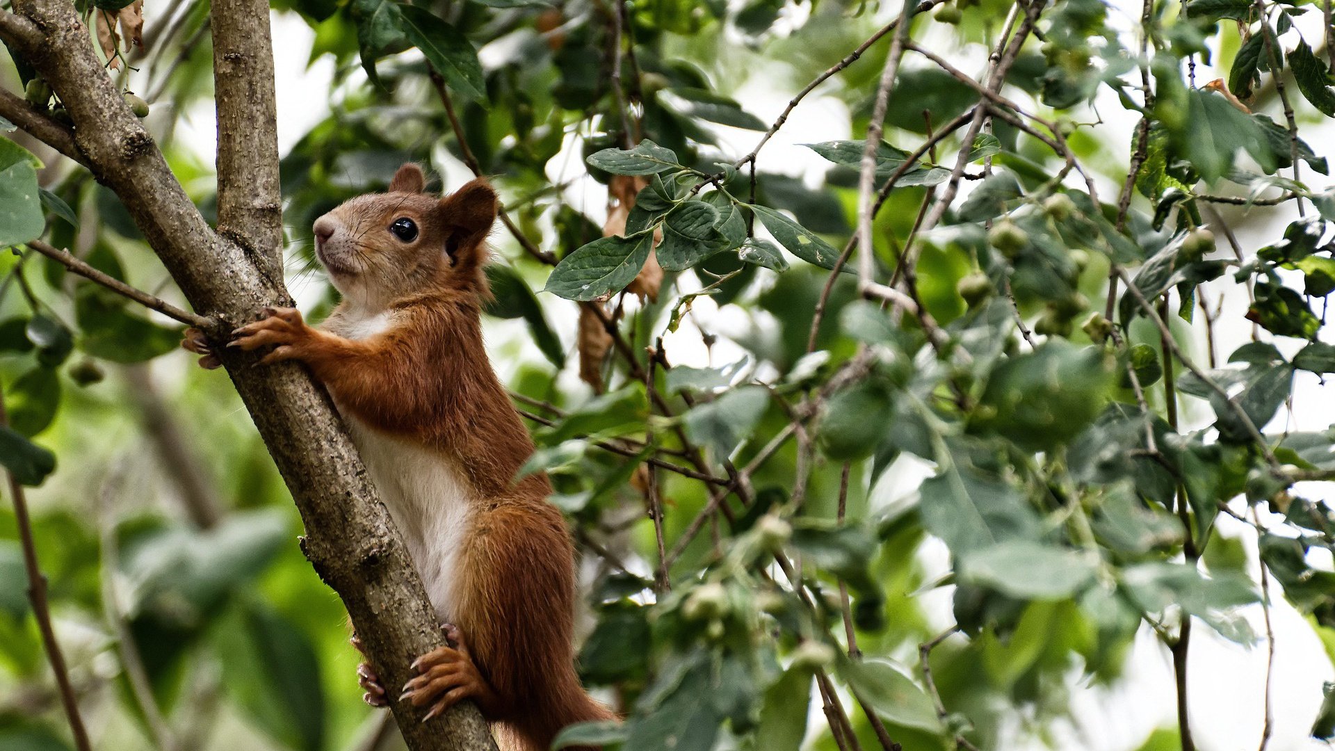 开云体育-一脚定乾坤，爱德华兹坠落后重生，黄蜂加时绝杀书写救赎史诗