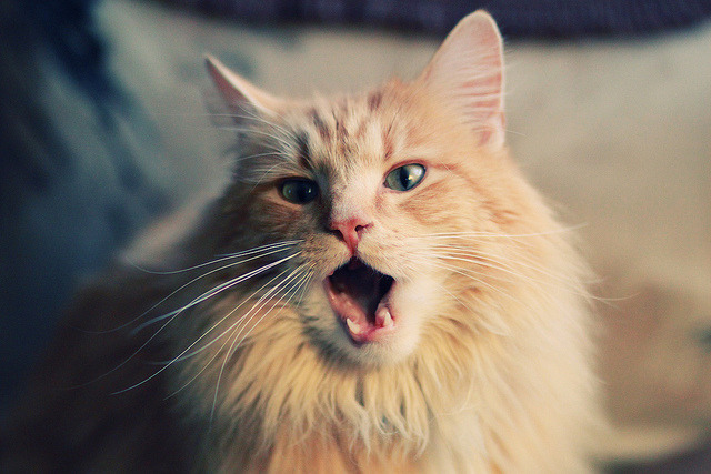 开云sport-魔笛终章，厄德高在争冠之夜为旧秩序奏响安魂曲