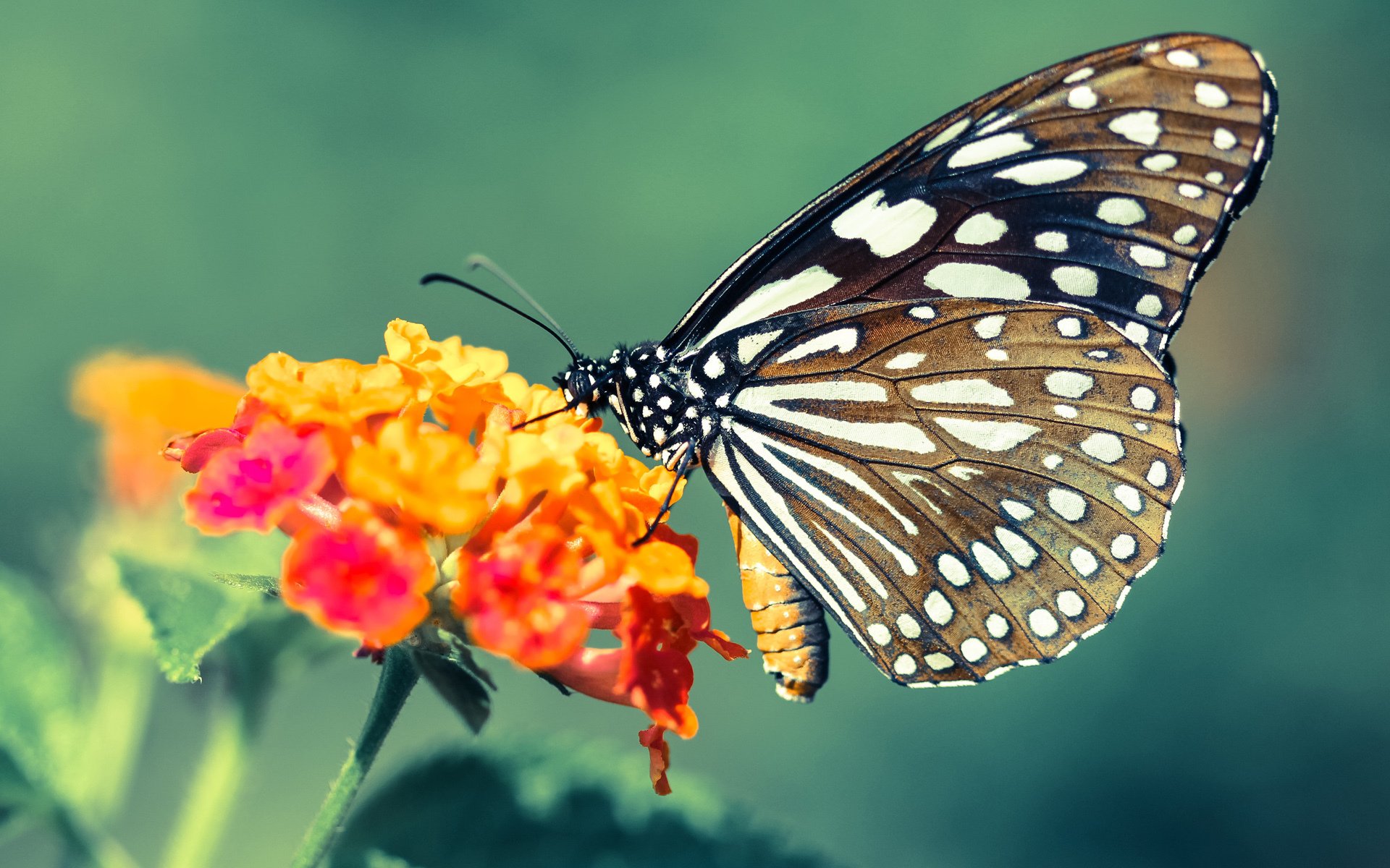 团队协作战术与个人英雄主义的完美结合，德罗赞化身手术刀，鹈鹕全面压制奇才取胜