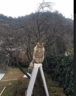 开云体育中国-幽灵刺客与钟表铁壁，世界杯舞台的两种胜利哲学