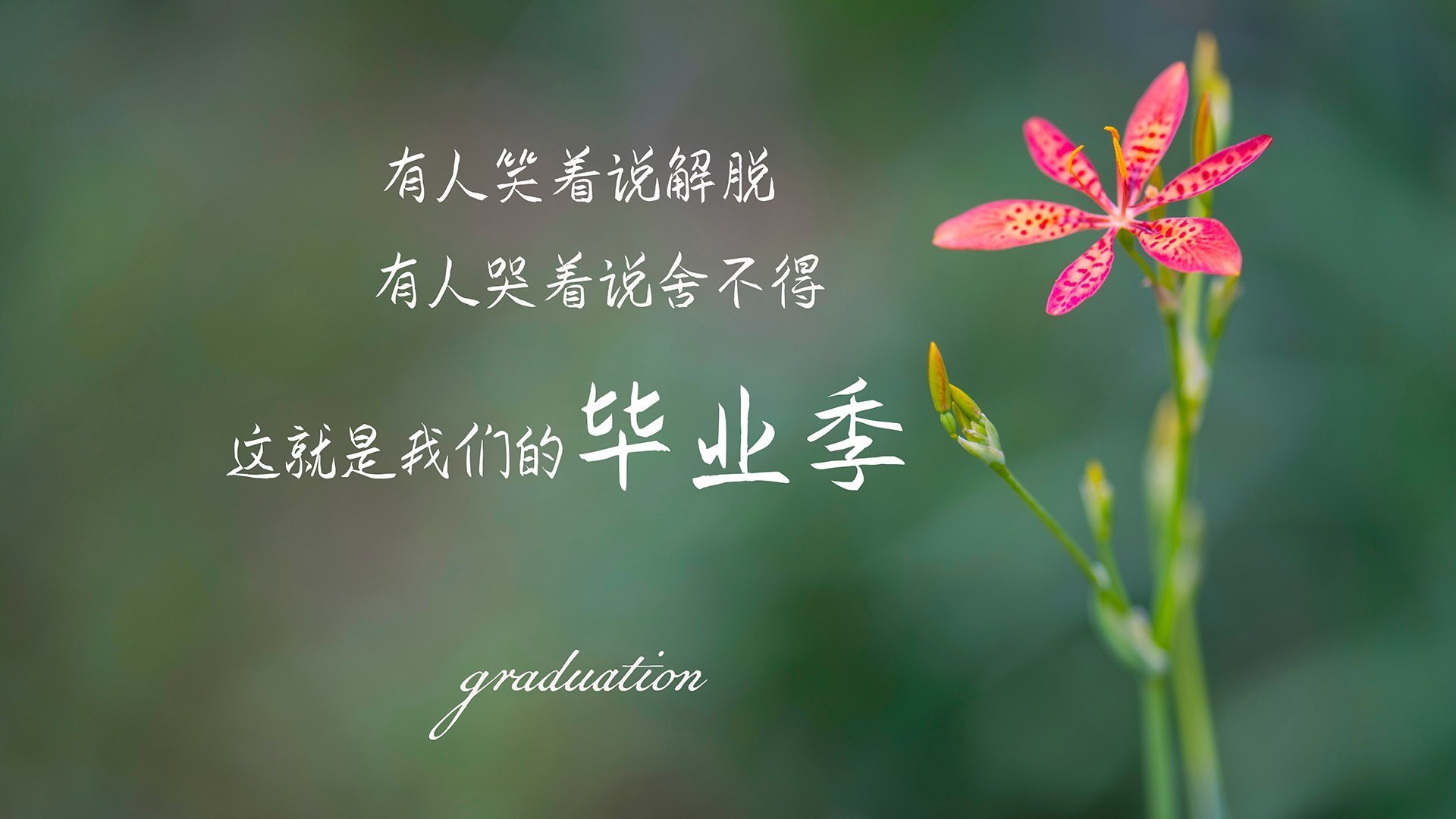 2026世界杯F组，美国压制加拿大，哈兰德独舞破局，节奏掌控定乾坤